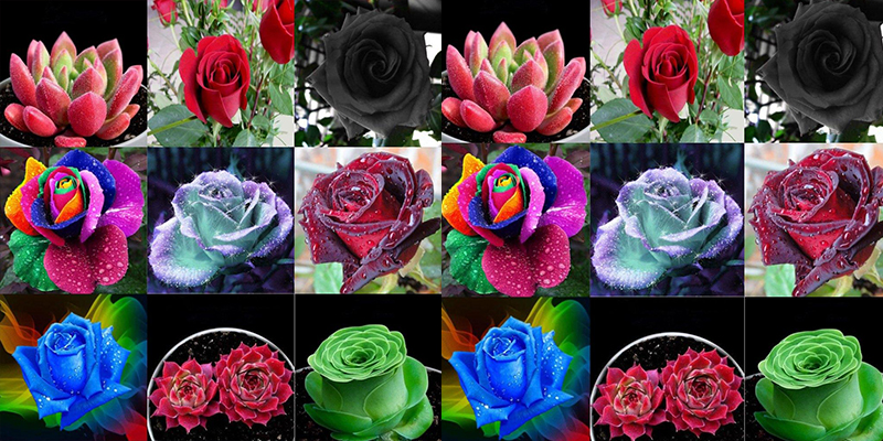 Top 5 Rose Plant Varieties for Your Garden & Gifting