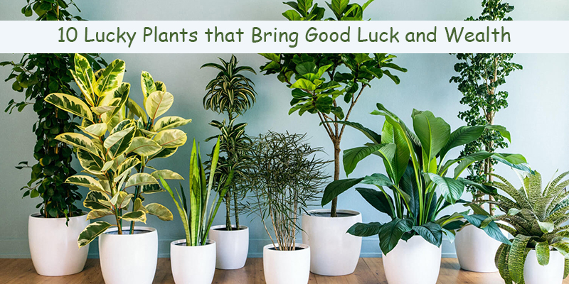 10 Lucky Plants that Bring Good Luck and Wealth For You