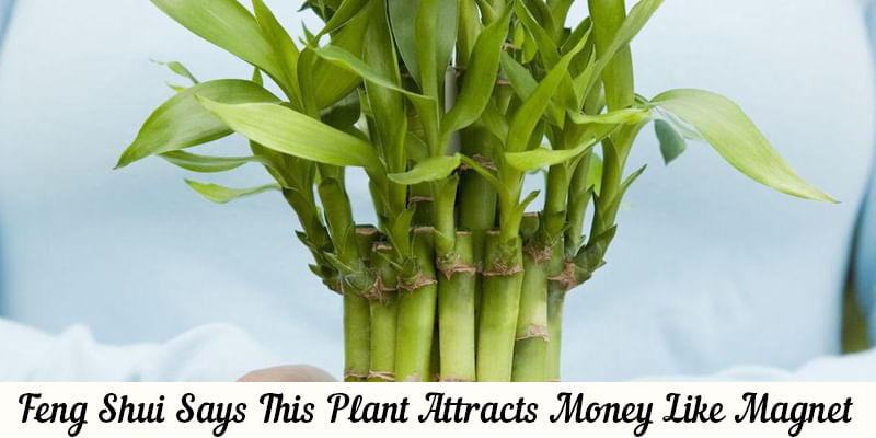 Did you Know Lucky Bamboo Plant Attracts Money Like Magnet