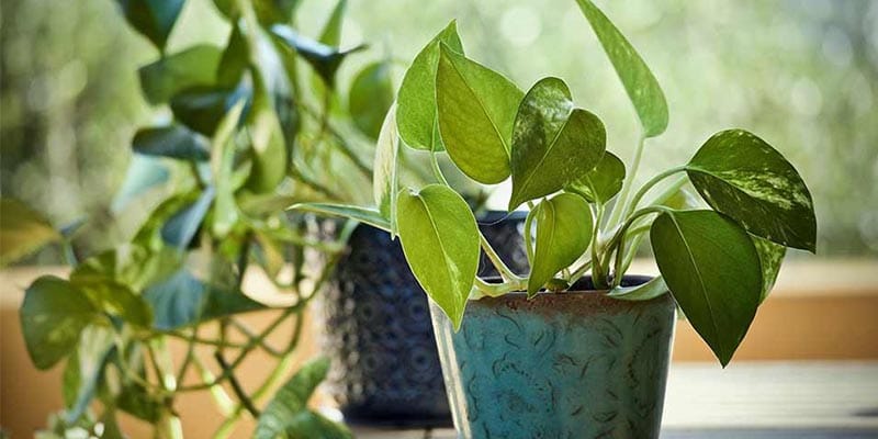 12 Benefits of Money Plant