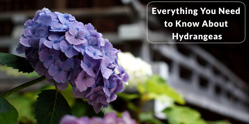 Everything You Need to Know About Hydrangeas