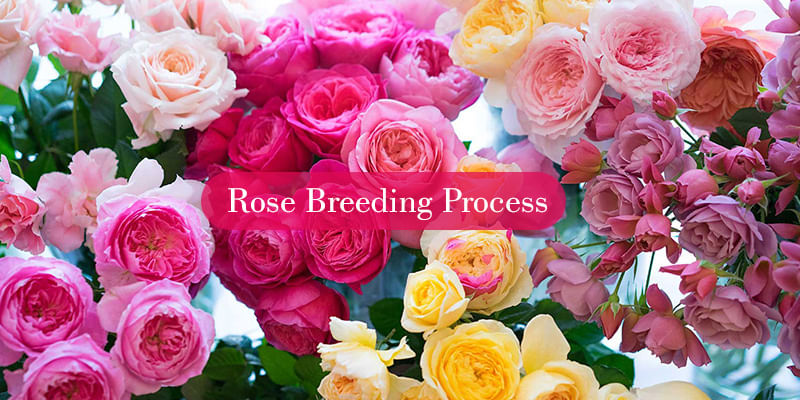 Roses Process Process of Breeding Roses