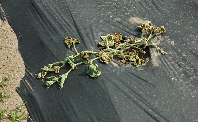 bacterial wilt
