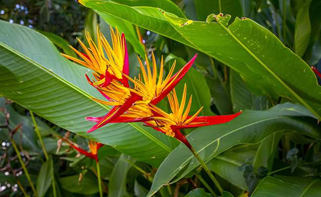 bird of paradise plant