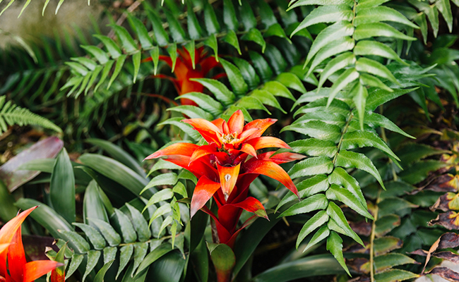 bromeliad plant