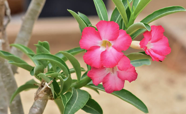desert rose plant