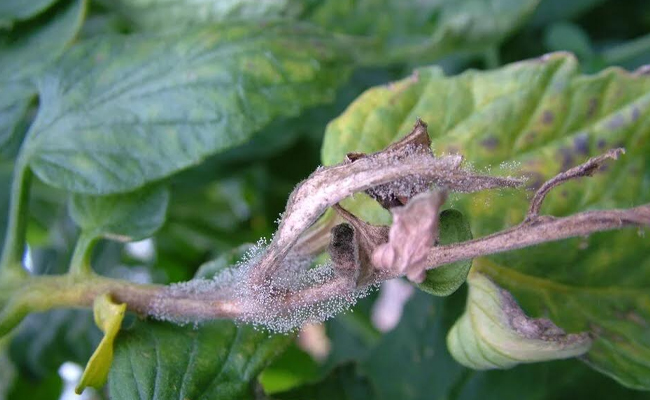 grey mould