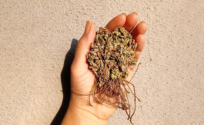 sanjevani plant caring tips