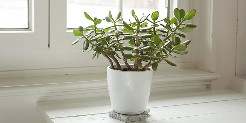 jade plant care step
