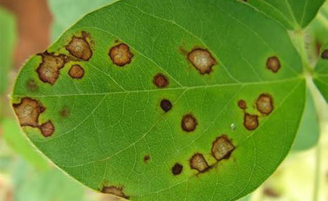 leaf spot disease