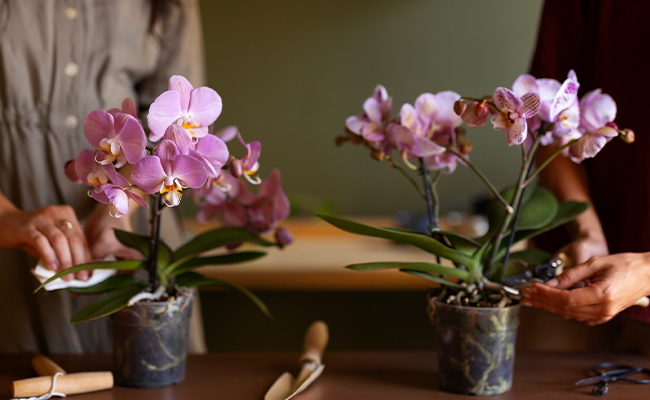 orchid plant