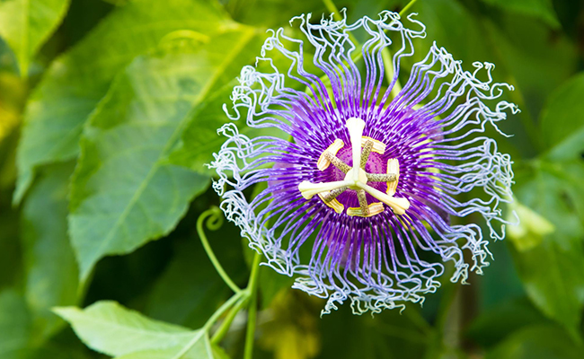 passion flower plant