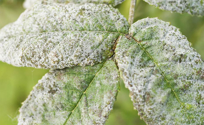 powdery mildew
