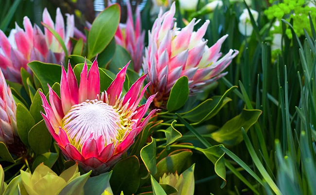 protea plant