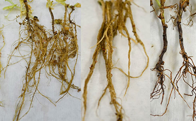 root rot