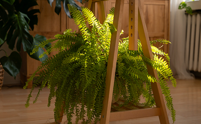 boston fern