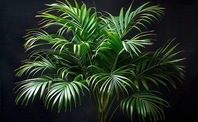 parlor palm
