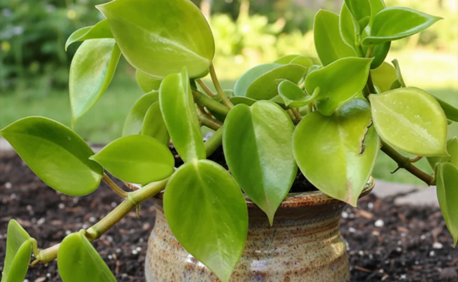 peperomia