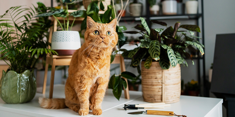 pet friendly indoor plants for homes