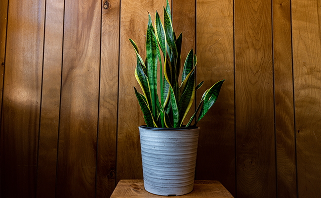 spider plant