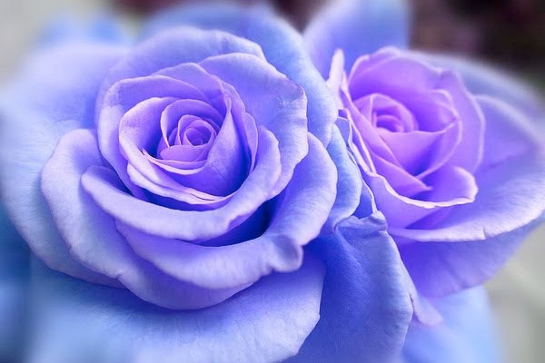 Genus Rosa - a blue rose of Rosaceae flower family