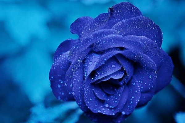  Beautiful blue rose