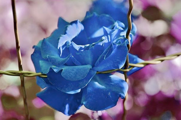 A feeding blue rose