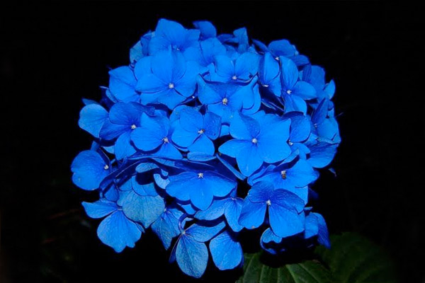Blue rose hydrangea Blue rose hydrangea