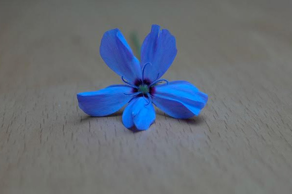 Sky Rose - blue rose