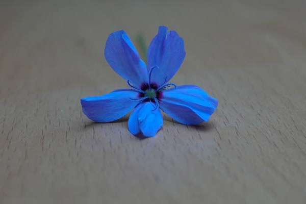 Sky Rose - blue rose Sky Rose - blue rose
