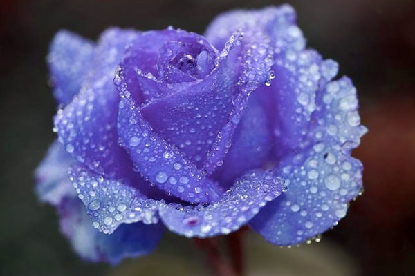 A blue rose with water droplets on it