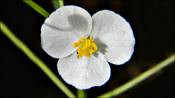 Arrowhead Flowers Spread Positive Vibe Around Arrowhead Flowers Spread Positive Vibe Around
