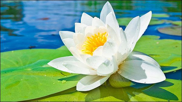 Water Lily with Therapeutic Benefits Water Lily with Therapeutic Benefits