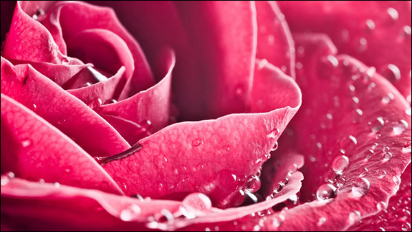 Refreshing Rose Helps in Re-energising the Body & Refresh Our Brain Refreshing Rose Helps in Re-energising the Body & Refresh Our Brain