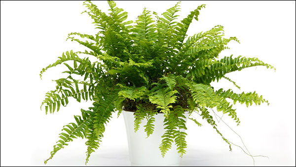 Boston Fern Plant - One of the Best Natural Humidifier Boston Fern Plant - One of the Best Natural Humidifier