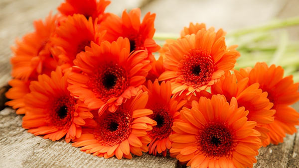 Signification et signification des gerberas orange