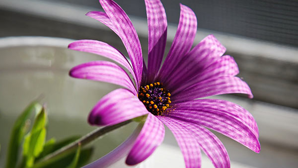 A qué se parecen las gerberas moradas