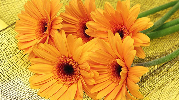  What do yellow gerberas stand for