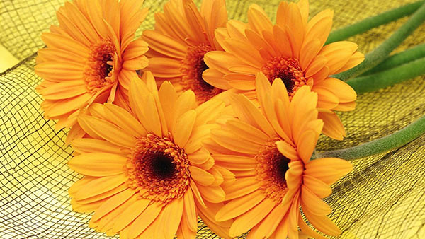 What do yellow gerberas stand for What do yellow gerberas stand for