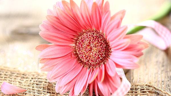 Meaning of orange gerberas and their significance Meaning of orange gerberas and their significance