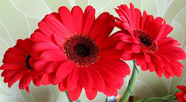 Ce que signifient les gerberas rouges