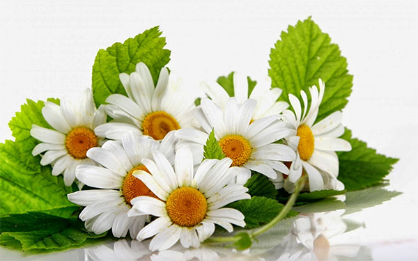 Signification des gerberas blancs et leur signification