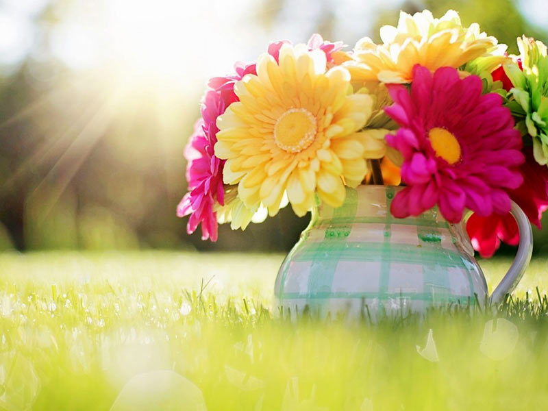 What do the different color of gerberas signify What do the different color of gerberas signify