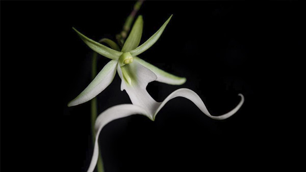 A flower look like spider web A flower look like spider web