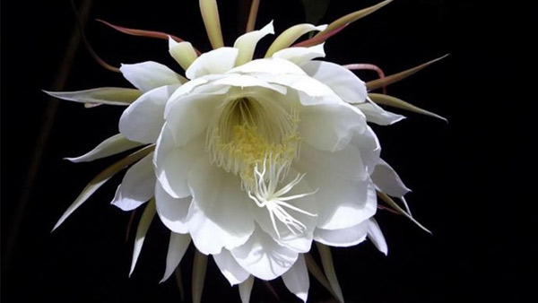 blooms at midnight and perishes before dawn blooms at midnight and perishes before dawn