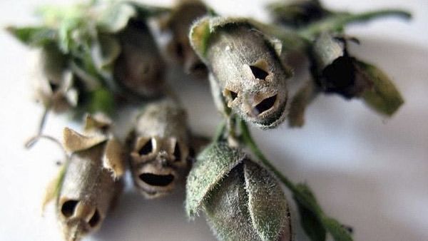Looking like skull Looking like skull