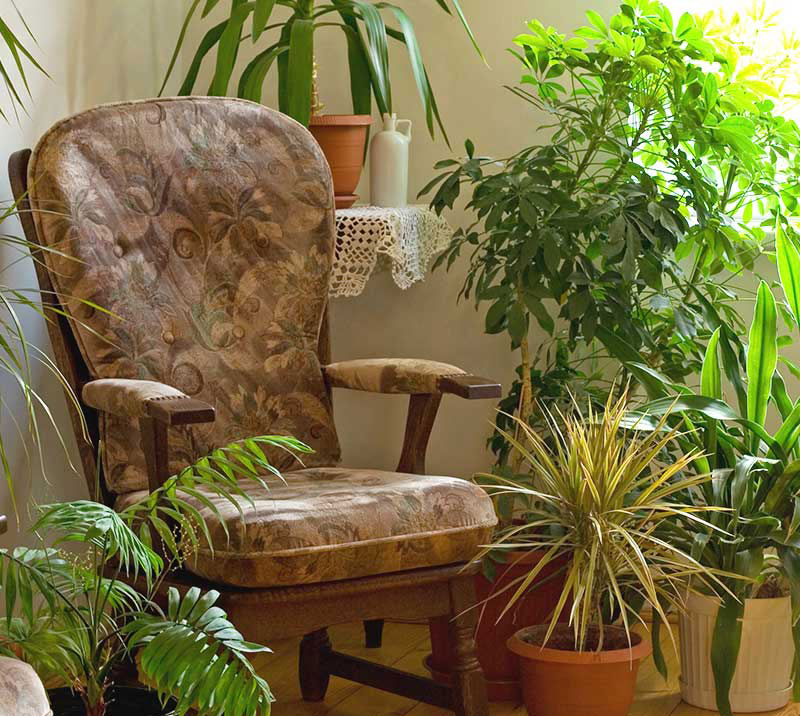 5 Air-Filtering Plants That You Need In Your Home Right Now 5 Air-Filtering Plants That You Need In Your Home Right Now