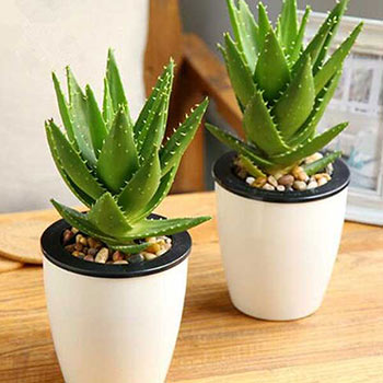 Aloe Vera Air Filtering Plant Aloe Vera Air Filtering Plant