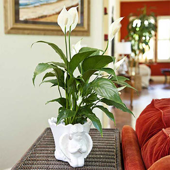 Peace Lily Air Filtering Plant Peace Lily Air Filtering Plant