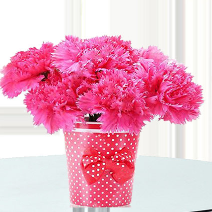 Carnation flowers uses and health benefits Carnation flowers uses and health benefits